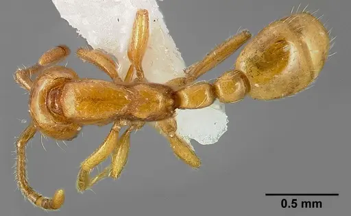 Neivamyrmex nyensis specimen CASENT0005333 image casent0005333_1