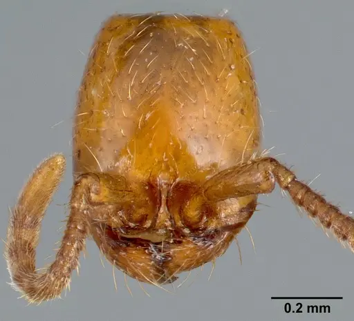 Neivamyrmex nyensis specimen CASENT0005333 image casent0005333_2