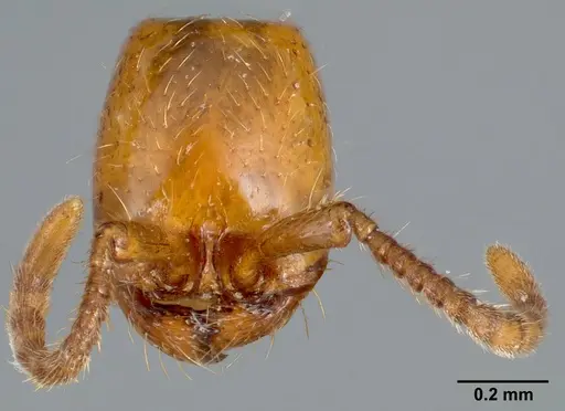 Neivamyrmex nyensis specimen CASENT0005333 image casent0005333_3