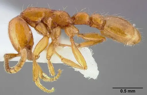 Neivamyrmex nyensis specimen CASENT0005333 image casent0005333_4