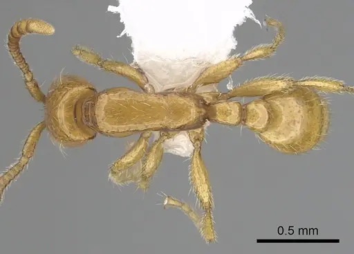 Neivamyrmex nyensis specimen CASENT0249495 image casent0249495_1