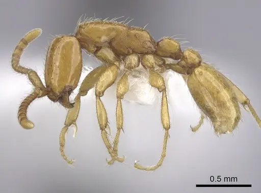 Neivamyrmex nyensis specimen CASENT0249495 image casent0249495_3