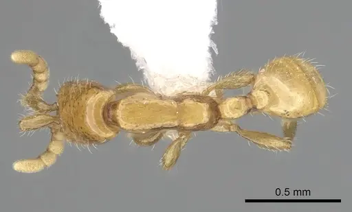 Neivamyrmex nyensis specimen CASENT0249496 image casent0249496_1