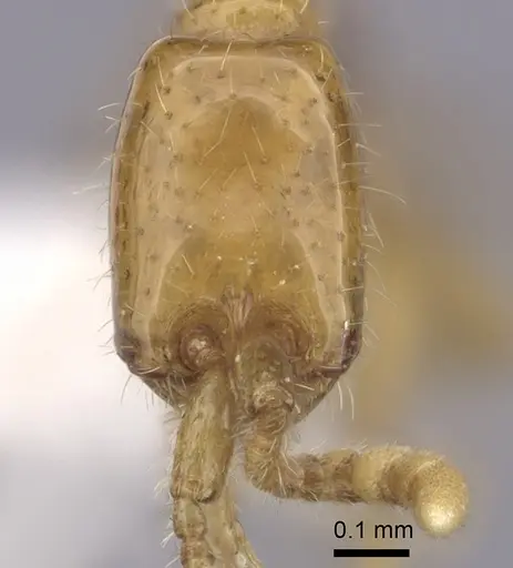 Neivamyrmex nyensis specimen CASENT0249496 image casent0249496_2