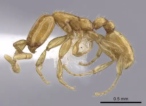 Neivamyrmex nyensis specimen CASENT0249496 image casent0249496_3