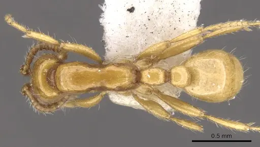 Neivamyrmex nyensis specimen CASENT0902644 image casent0902644_1