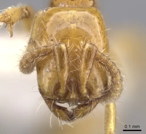 Neivamyrmex nyensis specimen CASENT0902644 image casent0902644_2