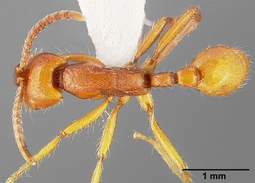 Neivamyrmex opacithorax specimen CASENT0005334 image casent0005334_1