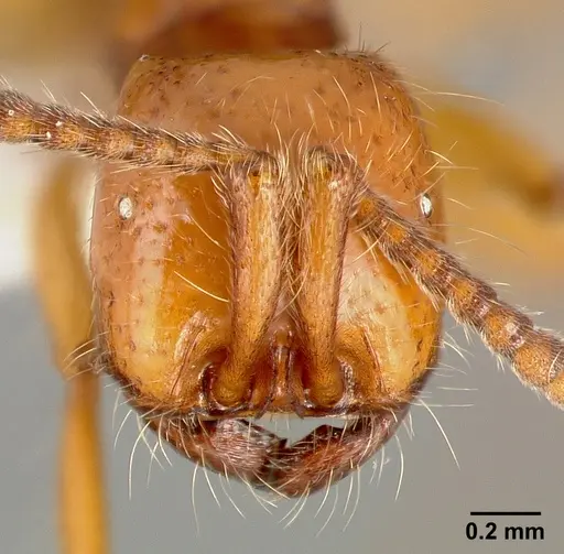 Neivamyrmex opacithorax specimen CASENT0005334 image casent0005334_2