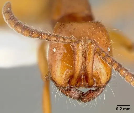 Neivamyrmex opacithorax specimen CASENT0005334 image casent0005334_3