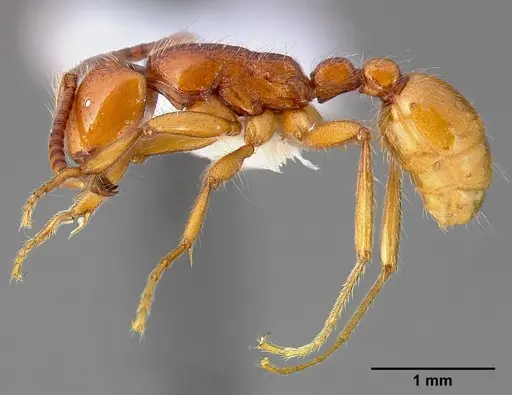 Neivamyrmex opacithorax specimen CASENT0005334 image casent0005334_4