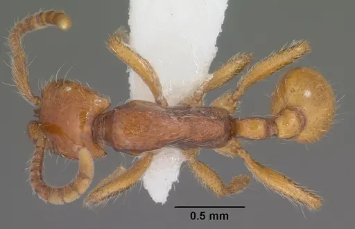 Neivamyrmex opacithorax specimen CASENT0102767 image casent0102767_1