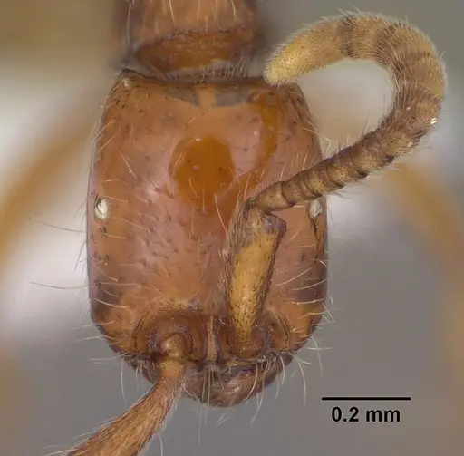 Neivamyrmex opacithorax specimen CASENT0102767 image casent0102767_2