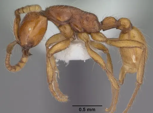 Neivamyrmex opacithorax specimen CASENT0102767 image casent0102767_3