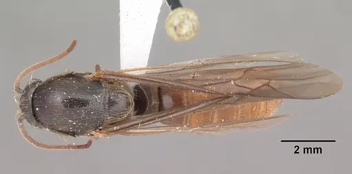 Neivamyrmex opacithorax specimen CASENT0104138 image casent0104138_1