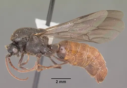 Neivamyrmex opacithorax specimen CASENT0104138 image casent0104138_3