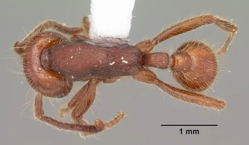 Neivamyrmex opacithorax specimen CASENT0104139 image casent0104139_1