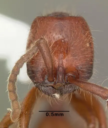 Neivamyrmex opacithorax specimen CASENT0104139 image casent0104139_2