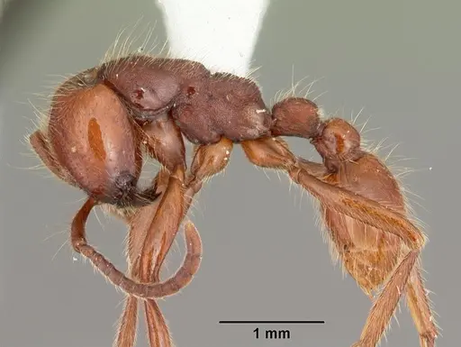 Neivamyrmex opacithorax specimen CASENT0104139 image casent0104139_3