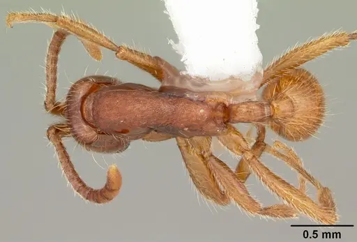 Neivamyrmex opacithorax specimen CASENT0104142 image casent0104142_1
