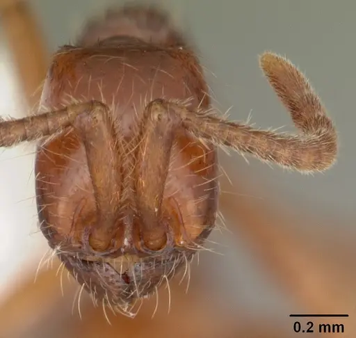 Neivamyrmex opacithorax specimen CASENT0104142 image casent0104142_2