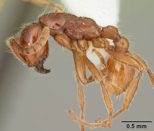 Neivamyrmex opacithorax specimen CASENT0104142 image casent0104142_3