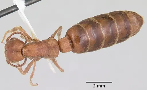 Neivamyrmex opacithorax specimen CASENT0104855 image casent0104855_1