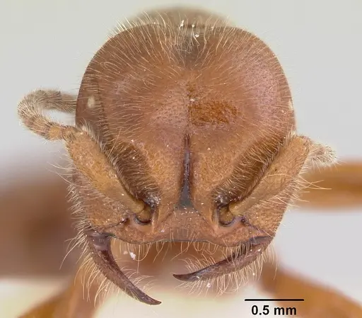 Neivamyrmex opacithorax specimen CASENT0104855 image casent0104855_2