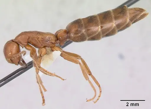 Neivamyrmex opacithorax specimen CASENT0104855 image casent0104855_3