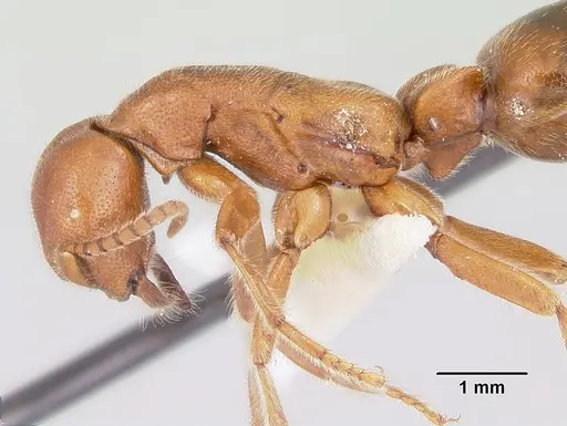 Neivamyrmex opacithorax specimen CASENT0104855 image casent0104855_4