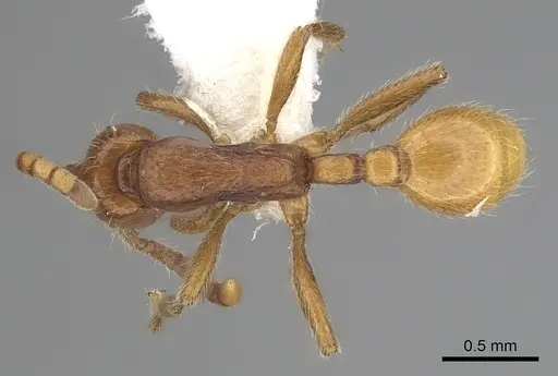 Neivamyrmex opacithorax specimen CASENT0249497 image casent0249497_1