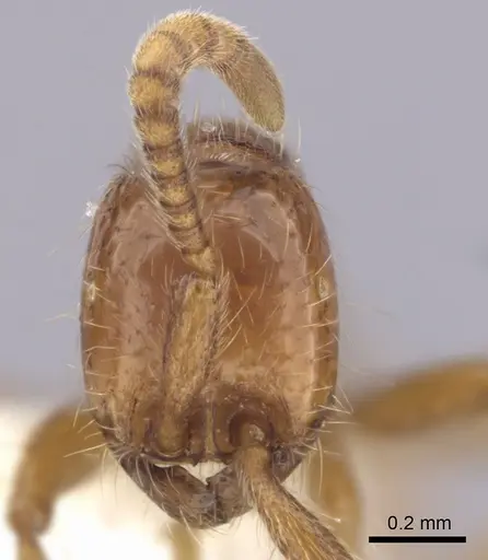 Neivamyrmex opacithorax specimen CASENT0249497 image casent0249497_2