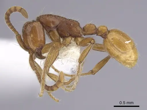 Neivamyrmex opacithorax specimen CASENT0249497 image casent0249497_3