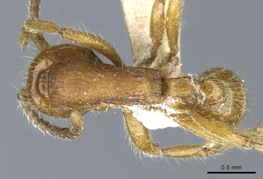 Neivamyrmex opacithorax specimen CASENT0903735 image casent0903735_1