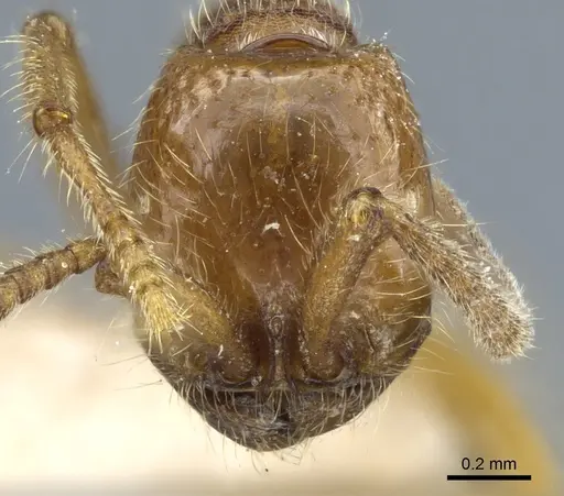 Neivamyrmex opacithorax specimen CASENT0903735 image casent0903735_2