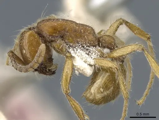 Neivamyrmex opacithorax specimen CASENT0903735 image casent0903735_3