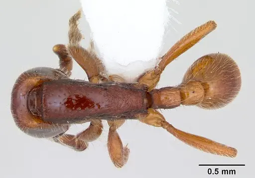 Neivamyrmex orthonotus specimen CASENT0173527 image casent0173527_1