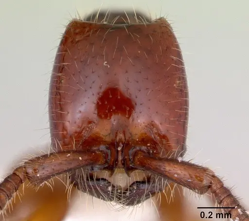 Neivamyrmex orthonotus specimen CASENT0173527 image casent0173527_2