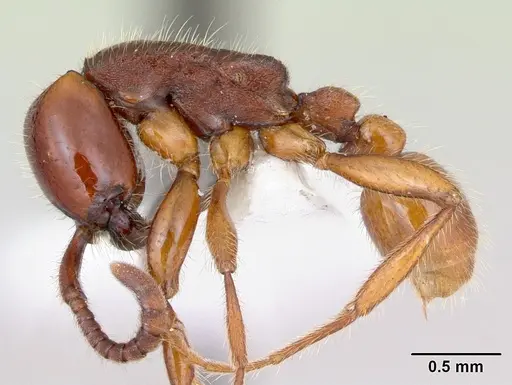 Neivamyrmex orthonotus specimen CASENT0173527 image casent0173527_3