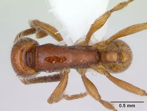 Neivamyrmex orthonotus specimen CASENT0173528 image casent0173528_1