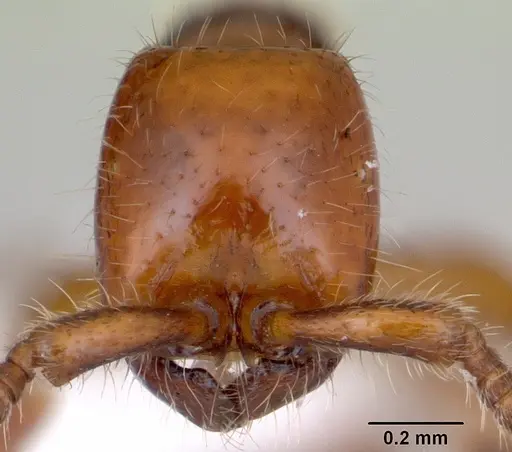 Neivamyrmex orthonotus specimen CASENT0173528 image casent0173528_2