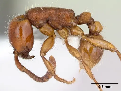 Neivamyrmex orthonotus specimen CASENT0173528 image casent0173528_3