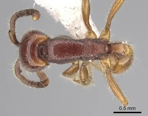 Neivamyrmex orthonotus specimen CASENT0249498 image casent0249498_1