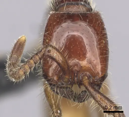 Neivamyrmex orthonotus specimen CASENT0249498 image casent0249498_2