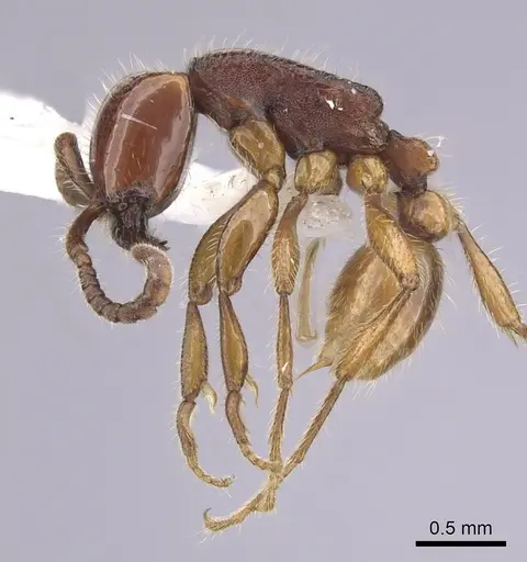 Neivamyrmex orthonotus specimen CASENT0249498 image casent0249498_3