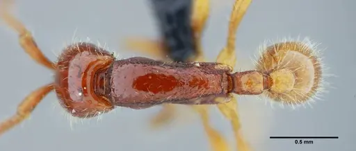 Neivamyrmex orthonotus specimen UFV-LABECOL-003502 image ufv-labecol-003502_1