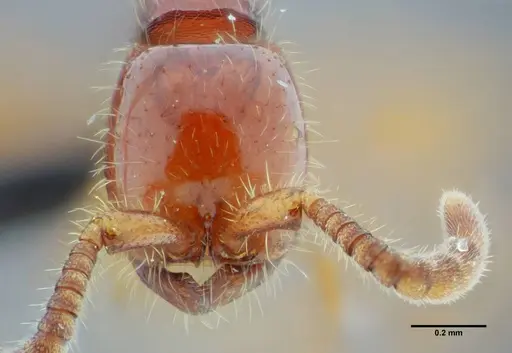 Neivamyrmex orthonotus specimen UFV-LABECOL-003502 image ufv-labecol-003502_2