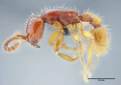 Neivamyrmex orthonotus specimen UFV-LABECOL-003502 image ufv-labecol-003502_3