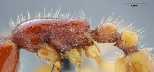 Neivamyrmex orthonotus specimen UFV-LABECOL-003502 image ufv-labecol-003502_4