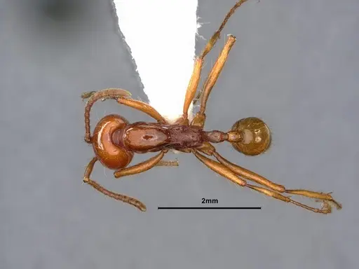 Neivamyrmex pacificus specimen CASENT0883401 image casent0883401_1